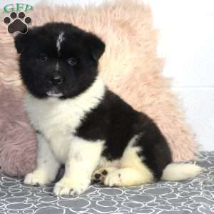 Ranger, Akita Puppy